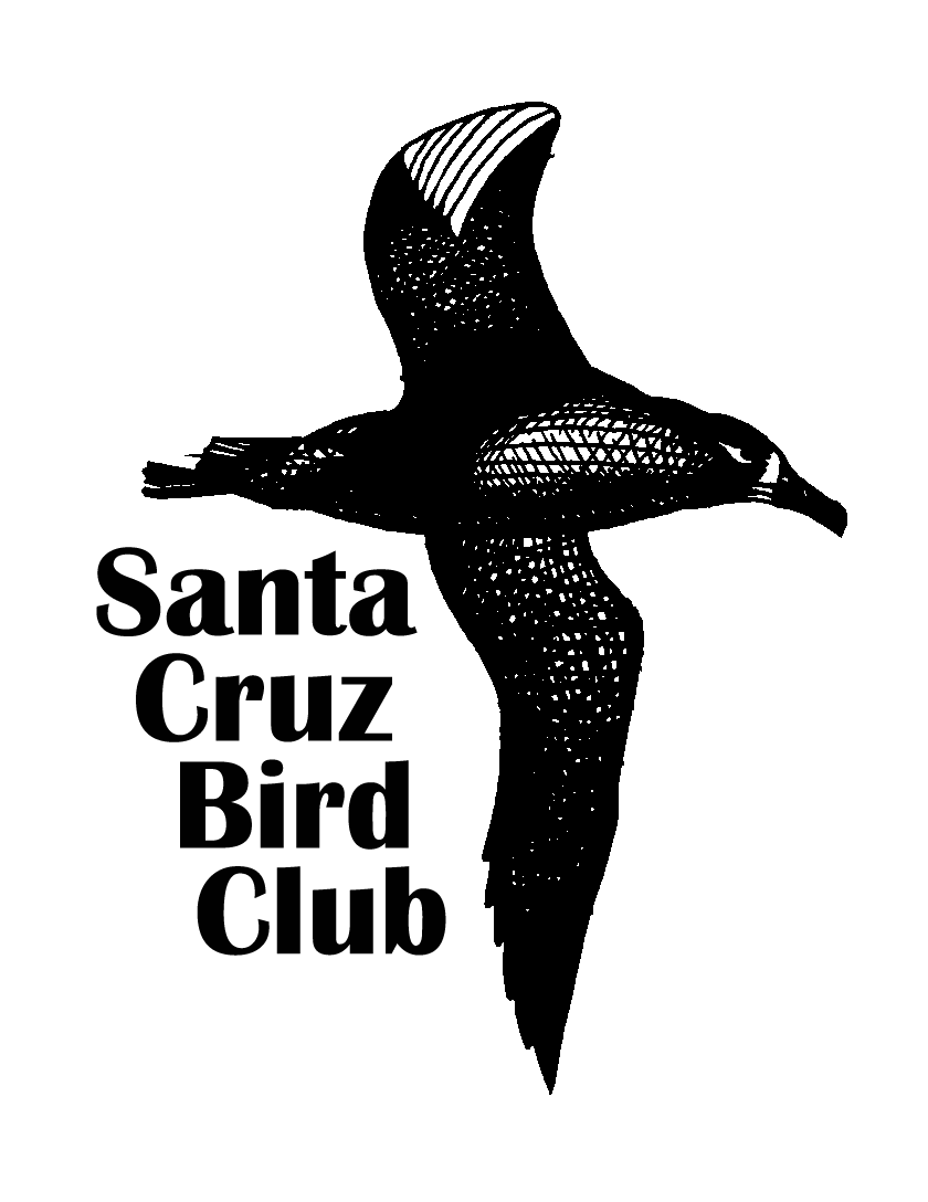Santa Cruz Bird Club Santa Cruz Bird Club