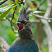 Call To Enter: Steller's Jay (Cyanocitta stelleri)