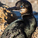 Brandt's Cormorant
