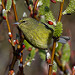 Spring Approaches: Orange-crowned Warbler (Oreothlypis celata)