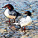 two festival common mergansers_edited-2