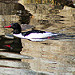 common merganser