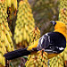 Hooded Oriole
