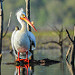 American White Pelican, from a kayak, in Harkins Slough Watsonville Ca