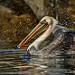 Brown Pelican