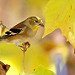 American Goldfinch