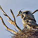 Great Blue Heron - Capture